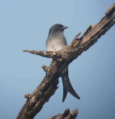 White-bellied Drongo in Chitwan