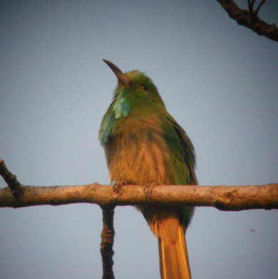 Blue Throated Bee Eater in Chitwan