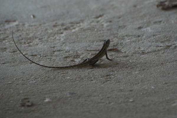 Garden Lizard in Chitwan