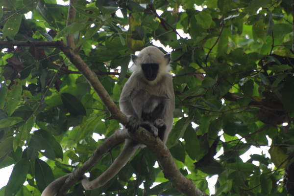 Common Langur at TigerTops