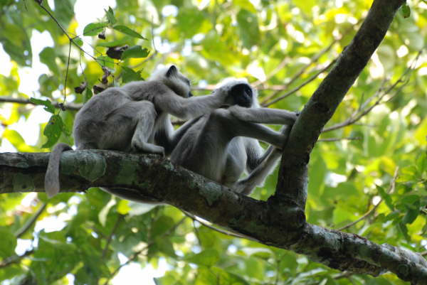 Common Langur at TigerTops