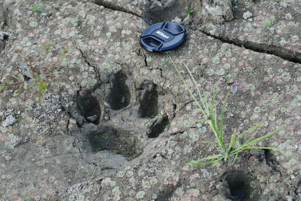 Tiger paw print in Chitwan NP