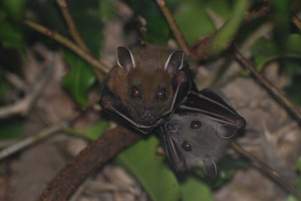 Short Nosed Bats in Chitwan