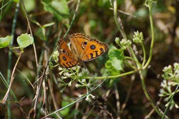 Chocolate Pansy at Chitwan NP