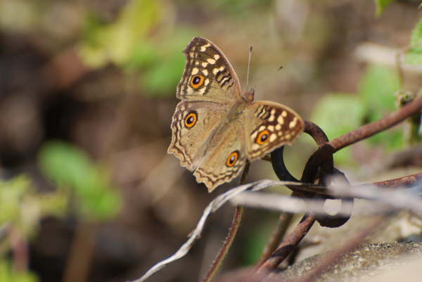 Chocolate Pansy in Chitwan