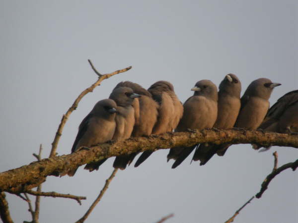 Ashy Woodswallows in Chitwan NP