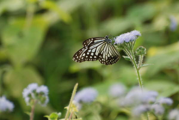 Unknown Butterfly at Chitwan