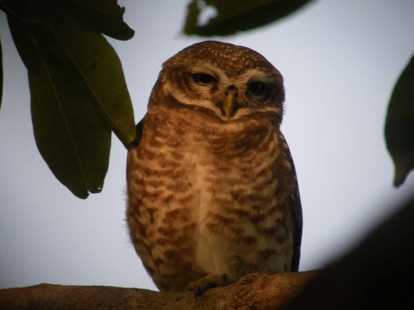 Collared Owlet at Kosi Tappu