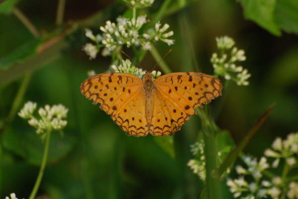 Silverstreak at Kosi Tappu
