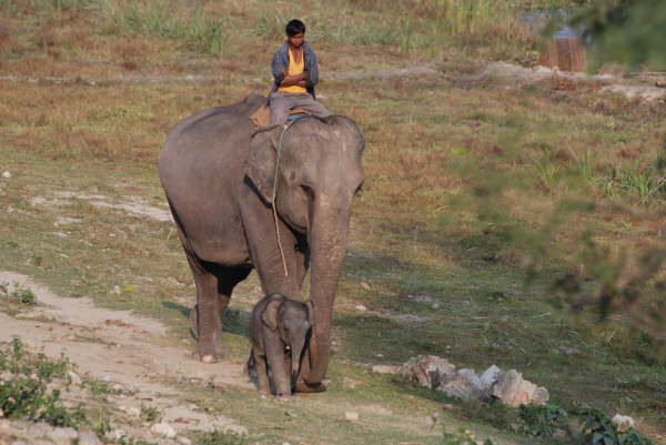 Elephants and Ipods at Kosi Tappu
