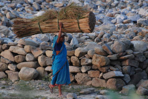 Carrying the Reeds at Kosi Tappu