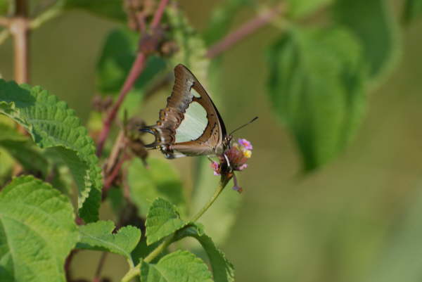 Common Nawab at Kosi Tappu