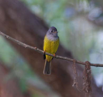 Gray-Headed Canary Flycatcher at Kosi Tappu