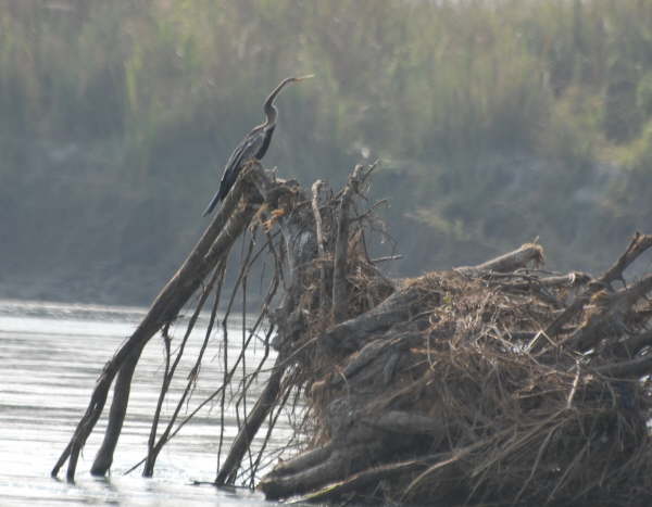 Oriental Darter at Kosi Tappu