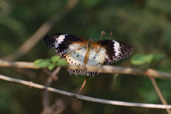 Leopard Lacewing at Kosi Tappu