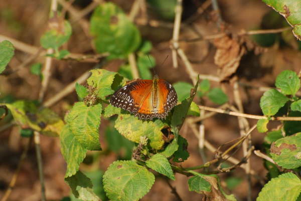 Red Lacewing at Kosi Tappu 