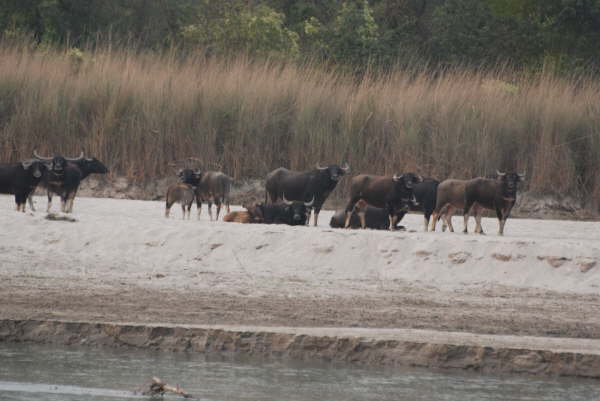 Wild Water Buffalo in Kosi Tappu