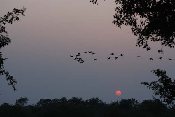 Cormorants at dusk at Kosi Tappu