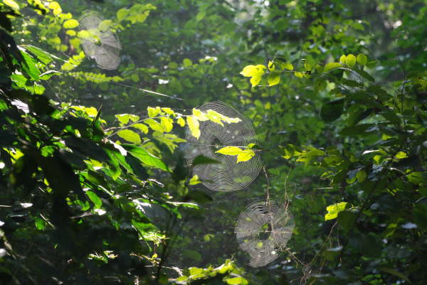 Cobwebs in forest at Kosi Tappu