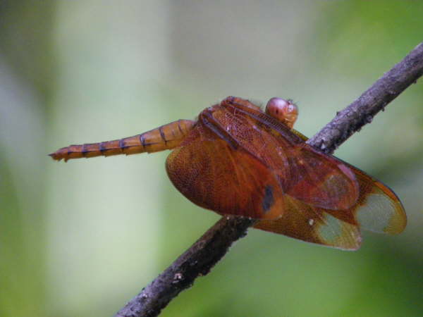 Dragonfly at Kosi Tappu