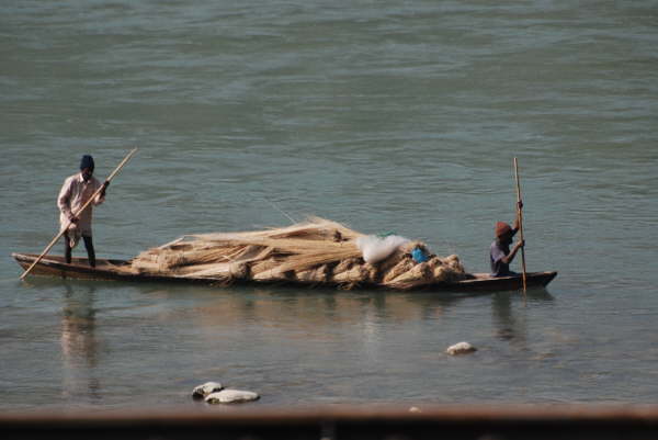 Moving Reeds near Kosi Tappu