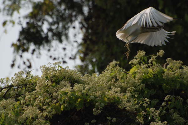 Indian Pond Heron at Kosi Tappu