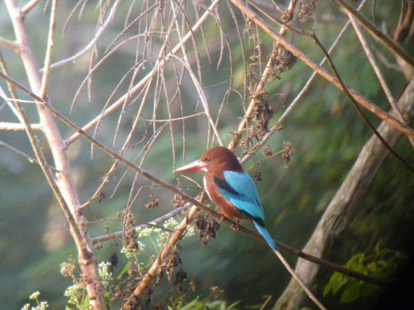 White Throated Kingfisher at Kosi Tappu