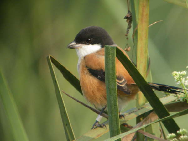 Long-Tailed Shrike at Kosi Tappu