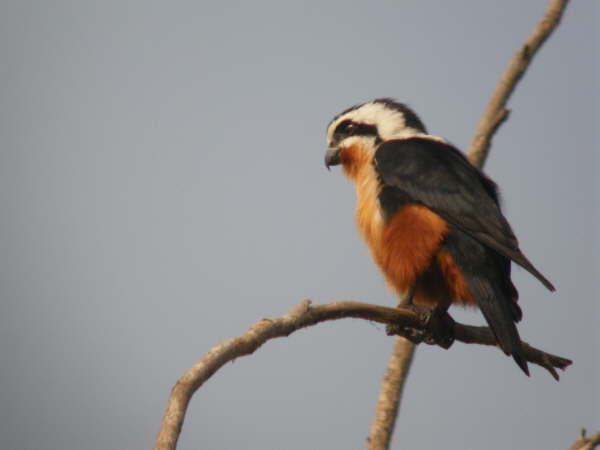 Collared Falconet at Kosi Tappu