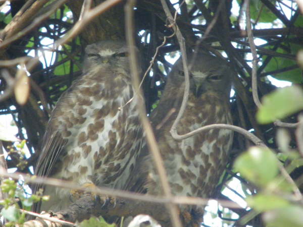 Brown Hawk Owls at Kosi Tappu