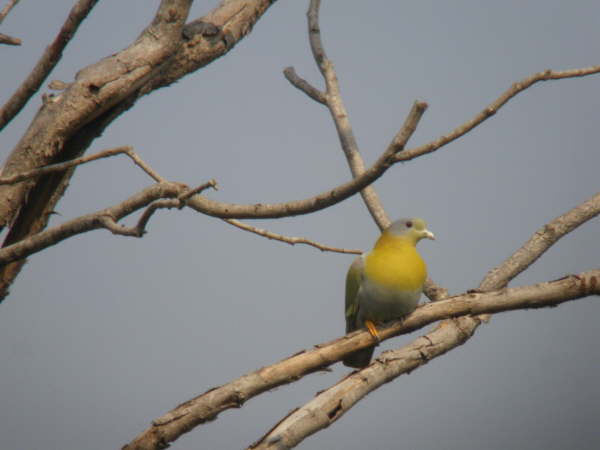 Yellow-Footed Green Pigeon at Kosi Tappu