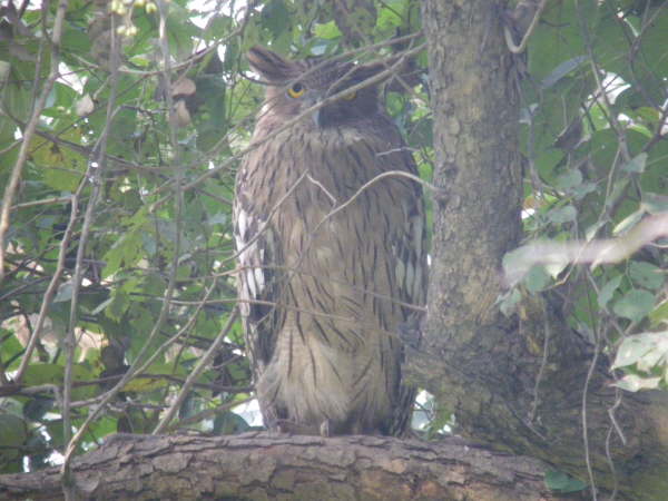 Brown Fish Owl at Kosi Tappu