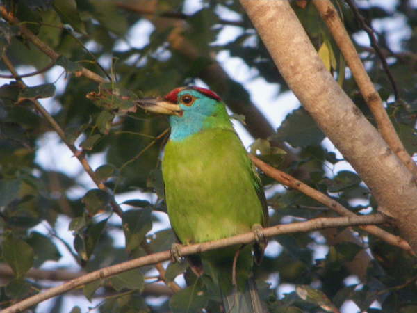 Blue-Headed Barbet at Kosi Tappu