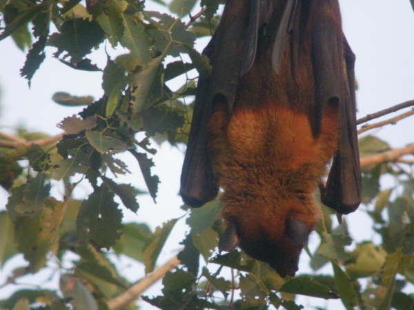 Indian Flying Fox at Kosi Tappu