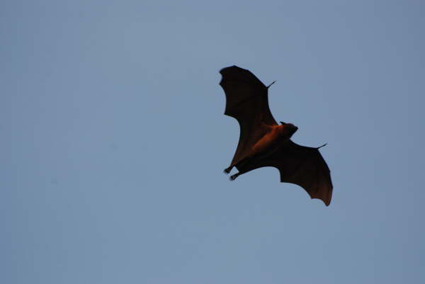 Flying Fox at Kosi Tappu