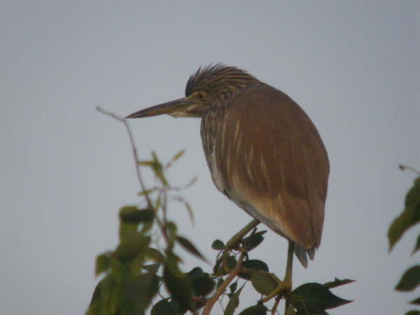 Indian Pond Heron at Kosi Tappu