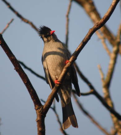 Black Bulbul at Kathmandu
