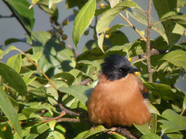 Rufous Sibia at Kathmandu