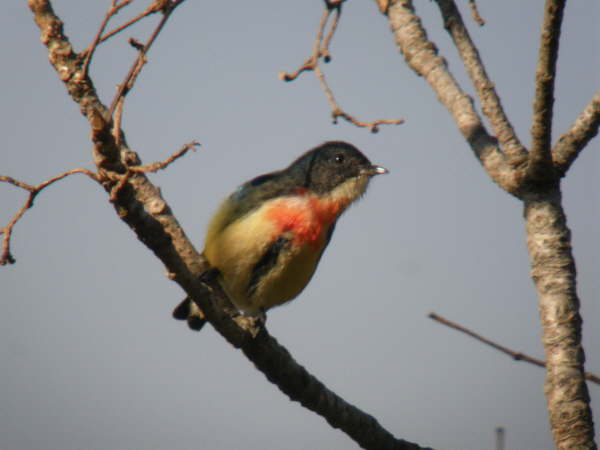 Firebreasted Flowerpecker at Kathmandu