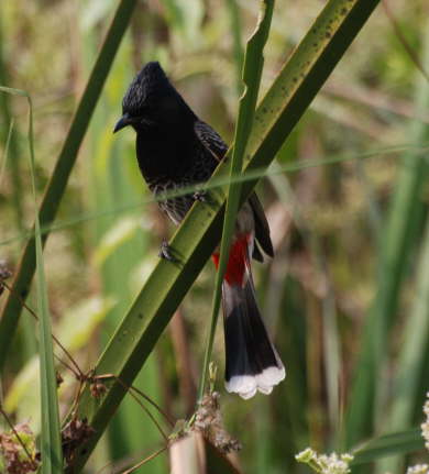 The Commonest Bird - Red-Vented Bulbul