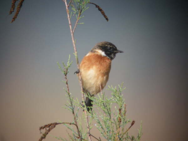 Stonechats were everywhere