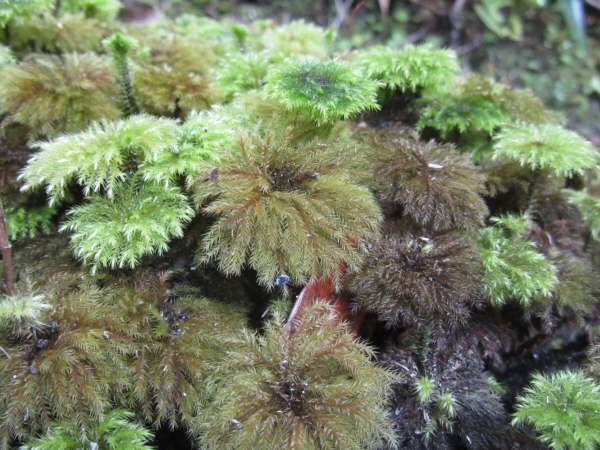 Umbrella Moss on Ulva Island