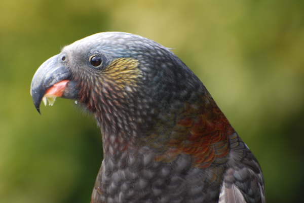 Kaka on Stewart Island