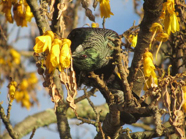 Tui at Te Anau