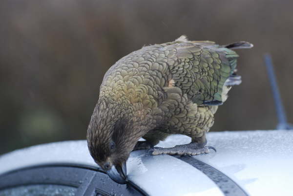 Kea at Homer Tunnel (Fjordland)