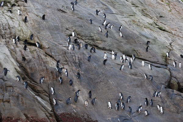 Snares Crested Penguin Slide