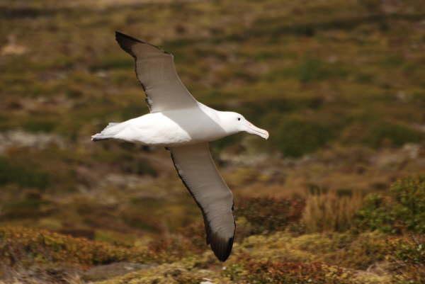 Southern Royal Albatross on Auckland Island