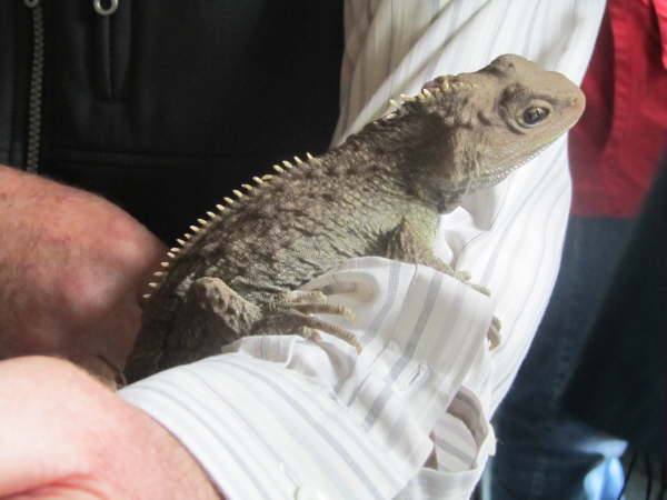Tuatara at Invercargill Museum