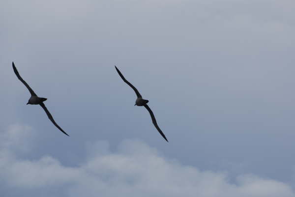 Light-mantled Sooty  Albatross at Enderby Island