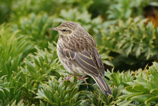 New Zealand Pipit on Enderby Island